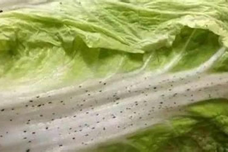 大白菜为什么烂根
