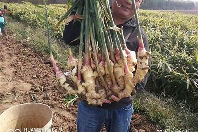 蒂亚的养殖方法与注意事项