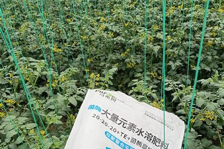 水溶肥算复合肥吗 水溶肥和复合肥的区别在哪