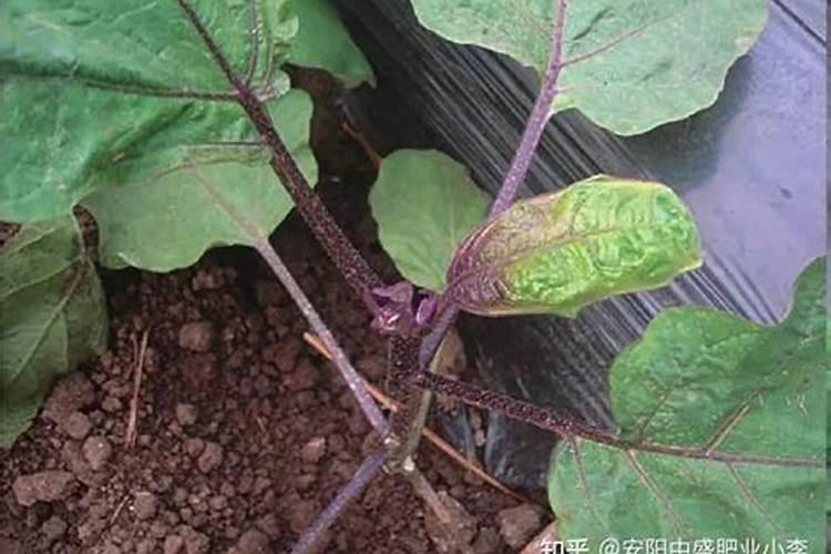 用磷肥的蔬菜有什么危害？