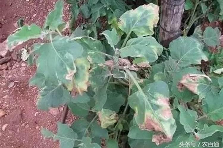 种茄子不能用什么肥料？用肥不当茄子难高产