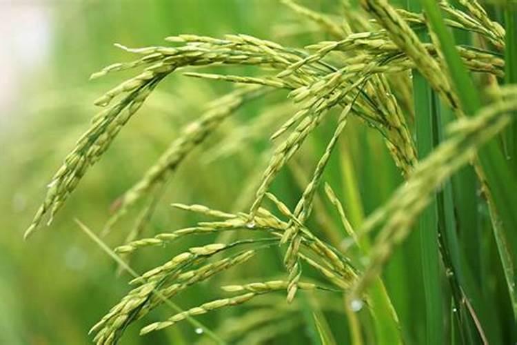 水稻种植钾肥的施用方法是什么？