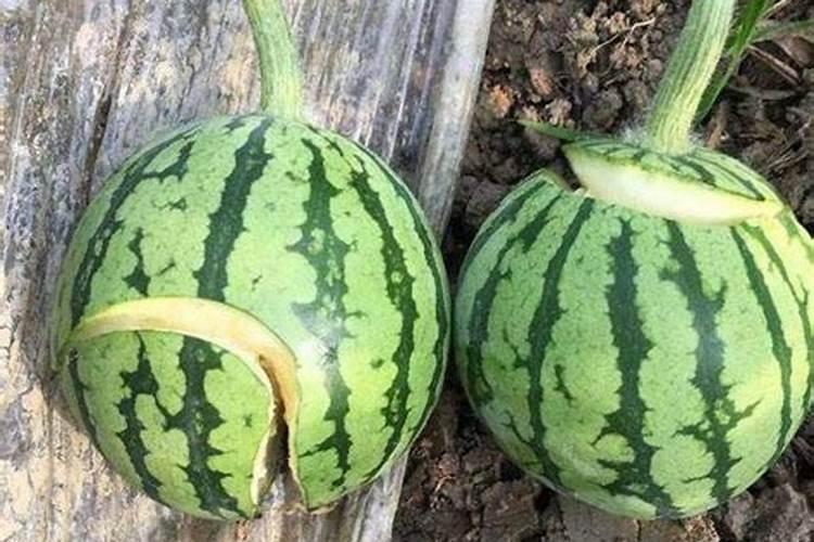 8424西瓜可以夏天种植吗 夏季种植西瓜的注意事项