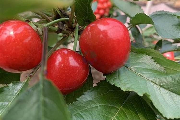 樱桃结果期冲施什么肥料好？樱桃膨果期用哪种水溶肥效果好？