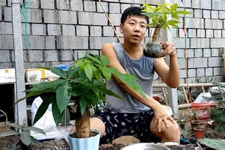 发财树如何施肥