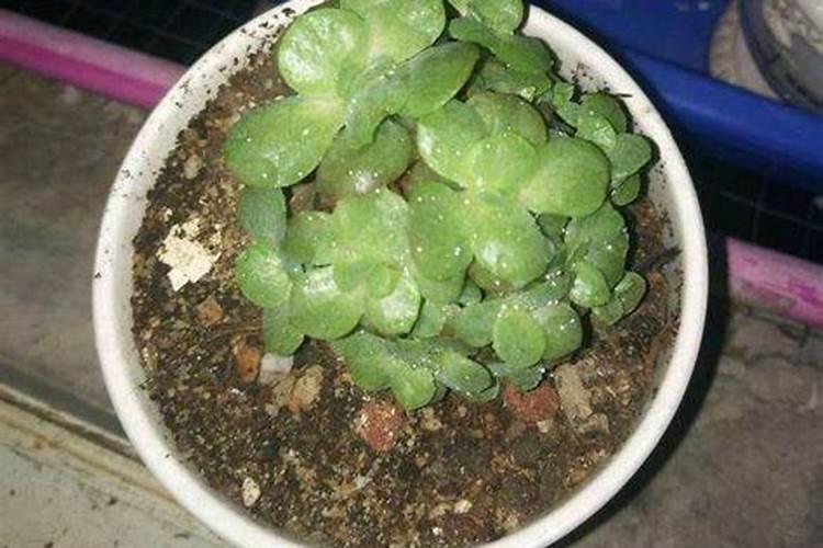 高温养多肉什么情况下需要断水？