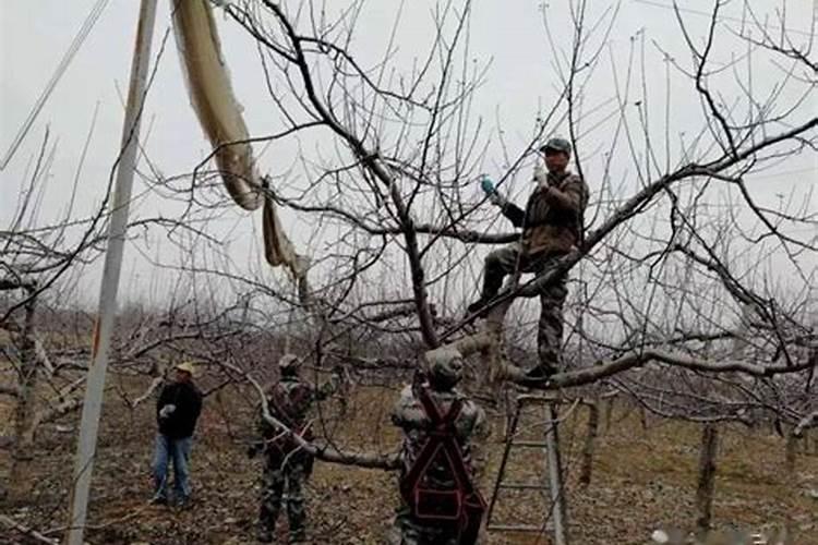 请问两年的苹果树施什么肥