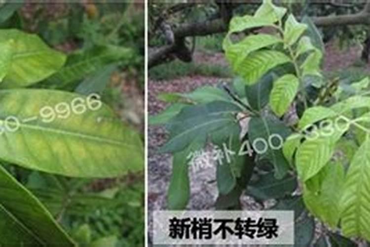 荔枝何时催花,如何催花.