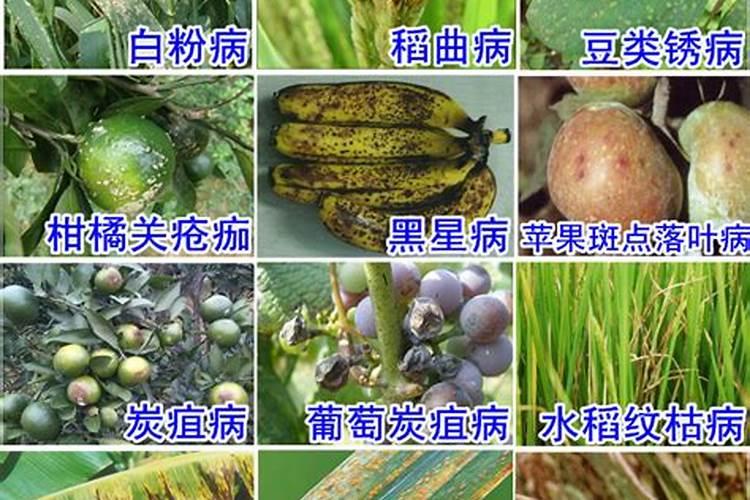 芸豆角控旺用什么药最好