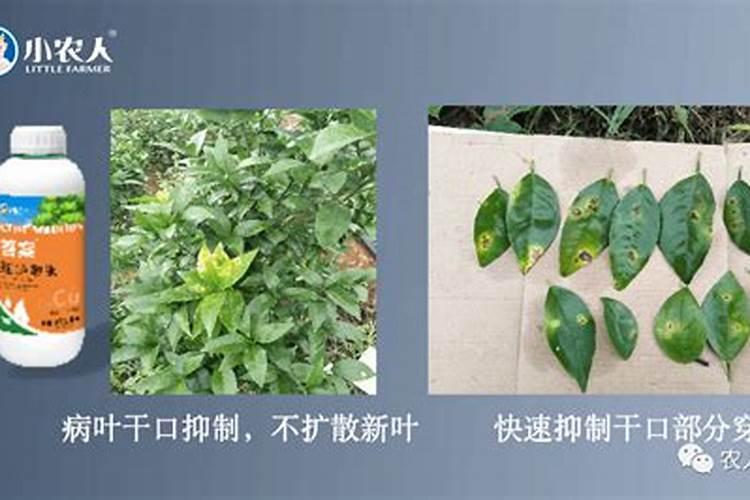 亚磷酸钾怎么样达到控旺效果