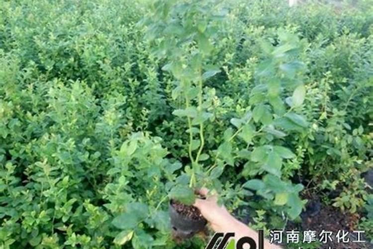蓝莓浇腐殖酸水溶肥好吗？