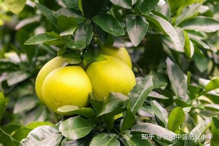 柚子树施什么肥柚子最甜