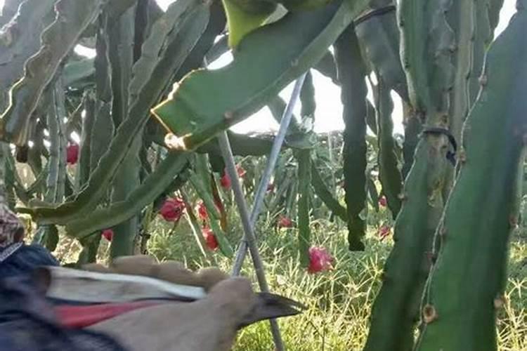 火龙果开花要施什么肥