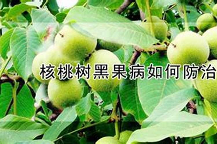 核桃树褐斑病用哪种杀菌剂好