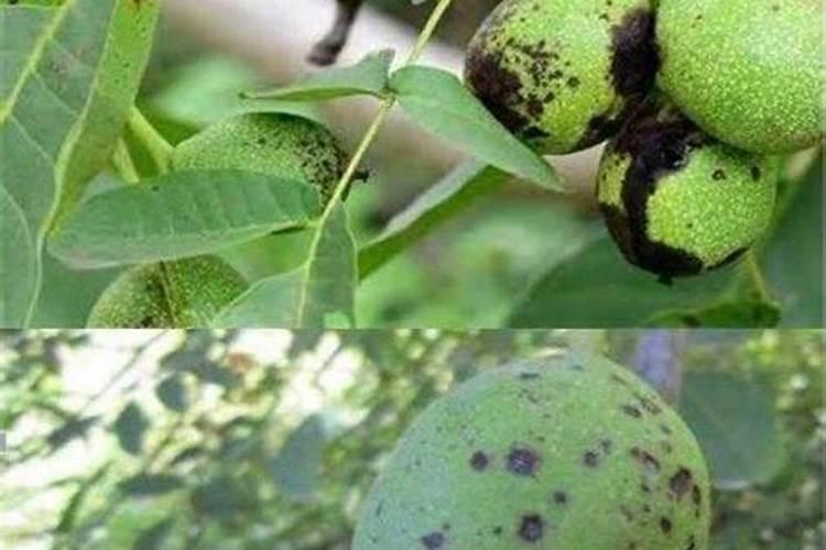 核桃黑斑病用什么杀菌剂最好