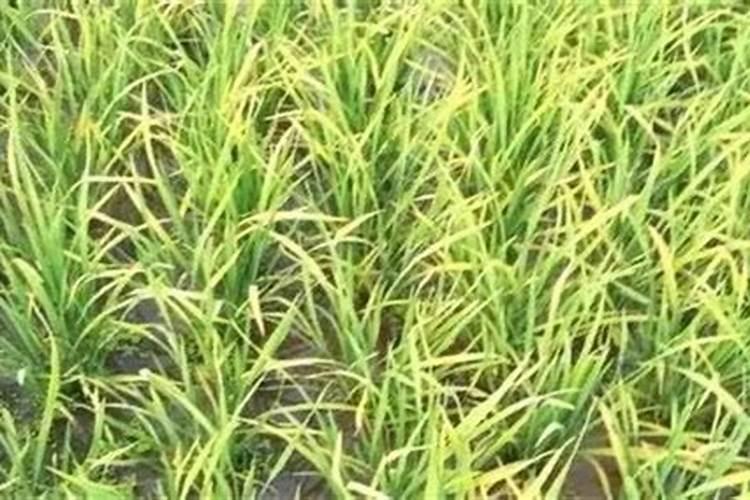 水稻超级稻施肥法方法是什么？