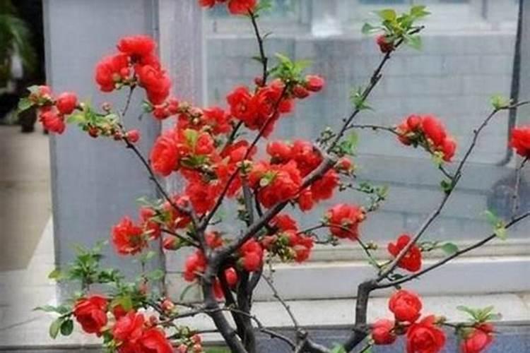花卉叶面肥多久喷一次比较好 叶面肥打多了有害吗