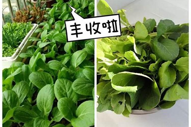 通心菜的种子怎样种植呢