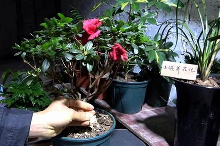 杜鹃花施什么肥,如何施肥