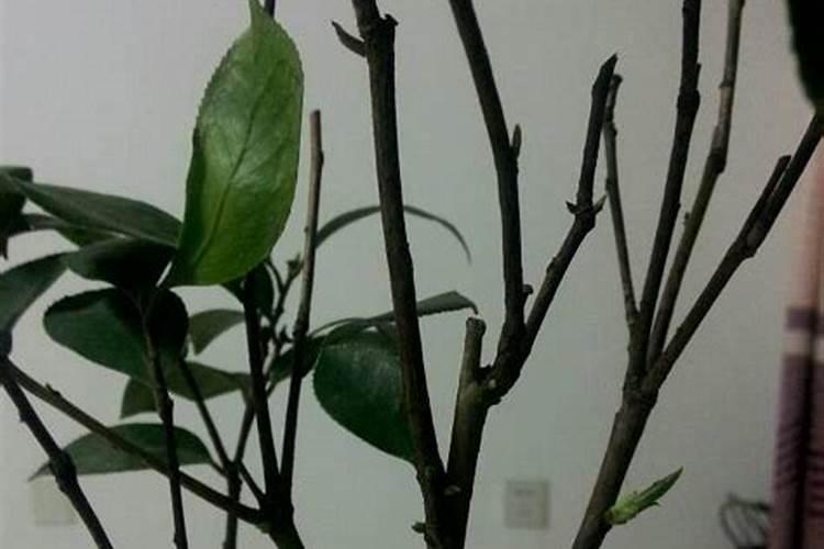种茶花用什么肥料最好