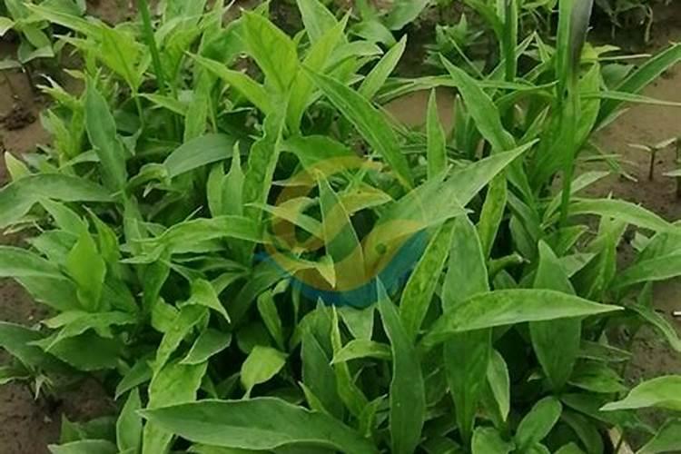 大棚种植半夏需不需要盖麦草？
