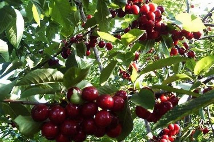 樱桃树施什么肥料最好