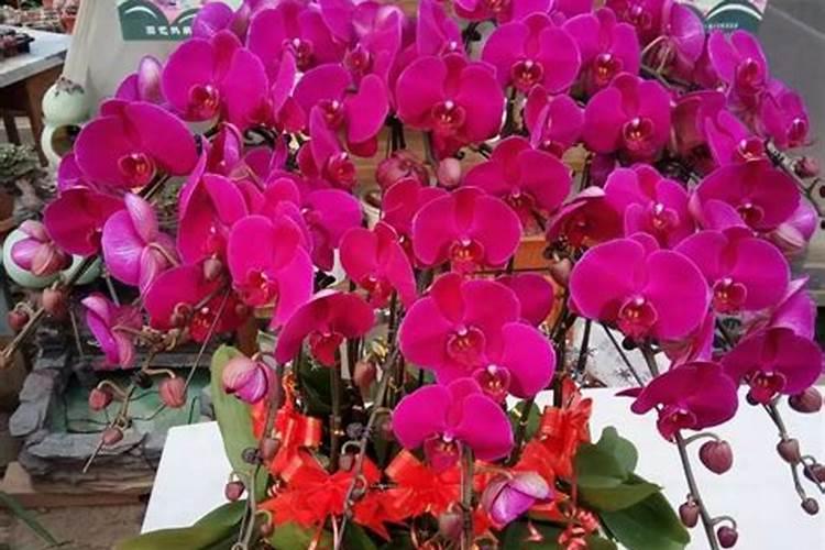 蝴蝶兰出花剑后怎样施肥