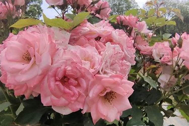 月季花骨朵插水里能开花吗