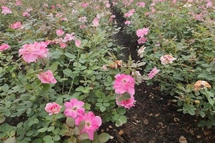 月季花施什么肥料最好