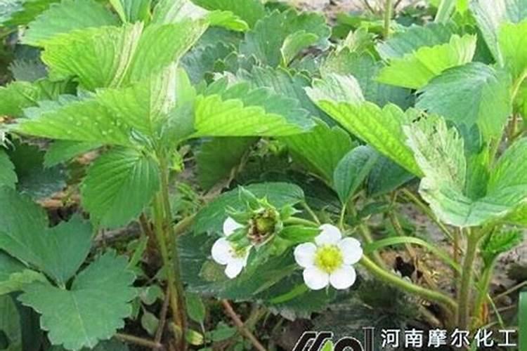 草莓要施什么肥料