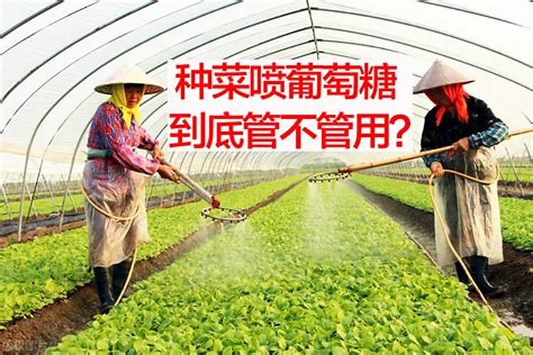 硼肥对改善花椰菜品质的重要作用及施用方法有哪些？