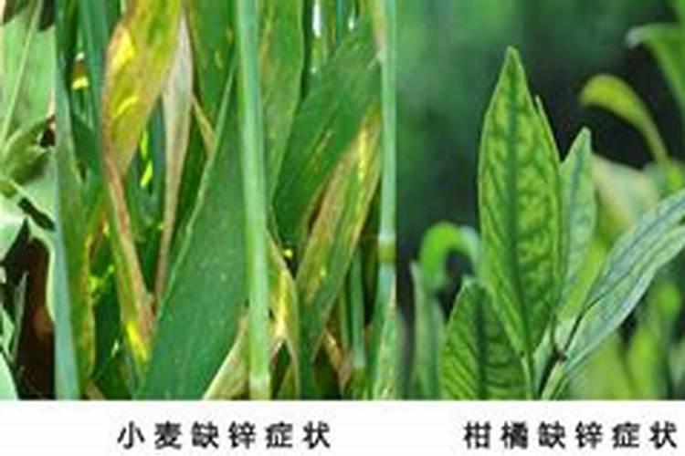 锌元素过量对植物产生的影响