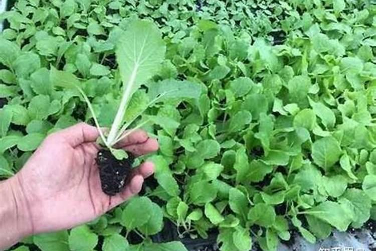 青菜施什么肥最好