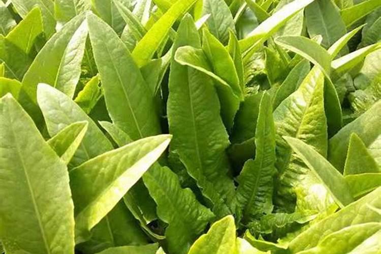 种青菜如何正确施肥 正确做法