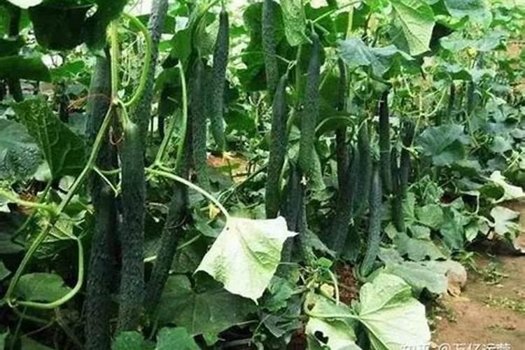 硼肥叶面喷施用量