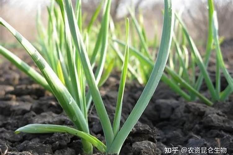 大蒜发生肥害是什么症状,怎样预防和补救？