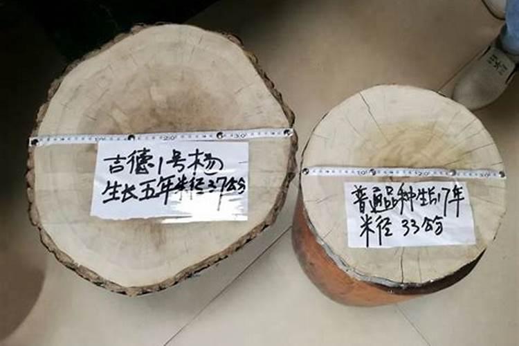 吉德一号杨种植方法