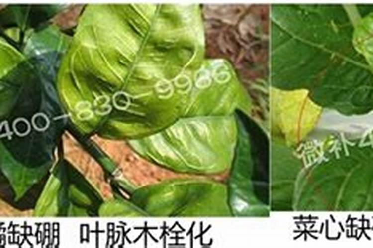 硼肥最忌三种果树