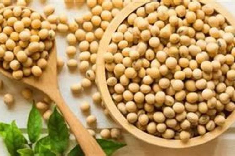 大豆如何做肥料