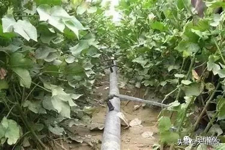 锌肥棉花七月底能滴灌吗？