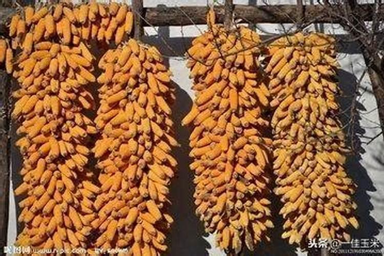 玉米专用肥有哪些,该如何使用