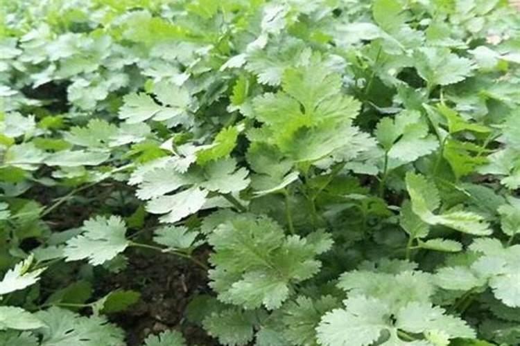 香菜怎么施肥,香菜施肥的方法