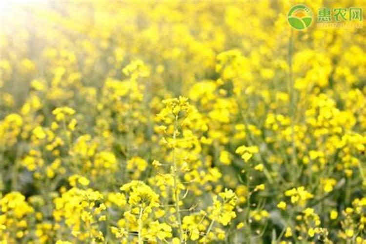 种植油菜该怎么施硼肥？