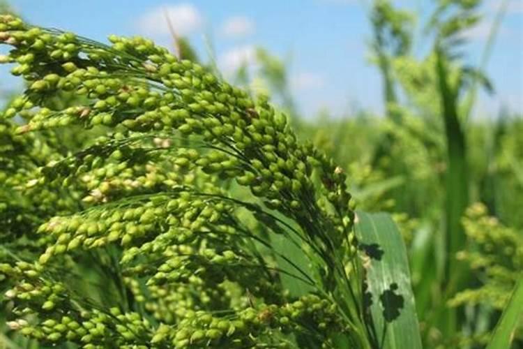 黍子什么时候种植最适宜？
