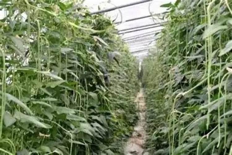 豇豆的高产施肥方法