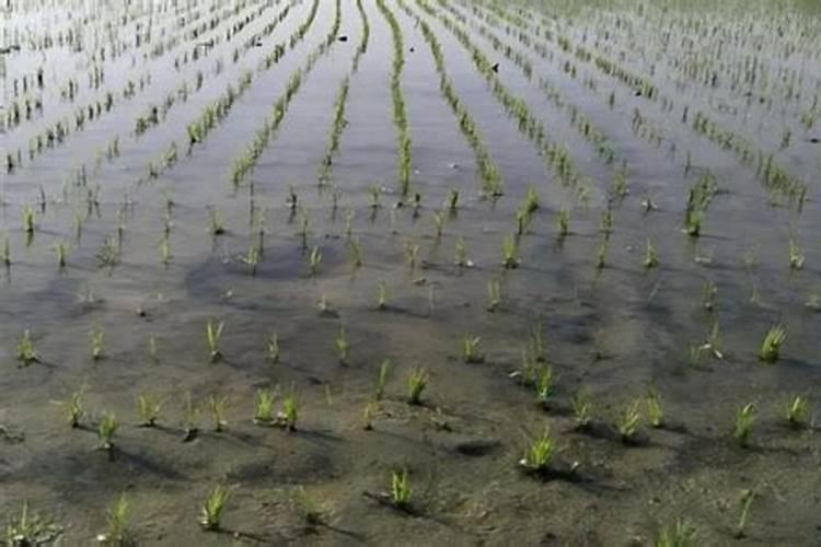 种植水稻,施用氮肥过多了有什么后果？水稻施用氮肥的技术