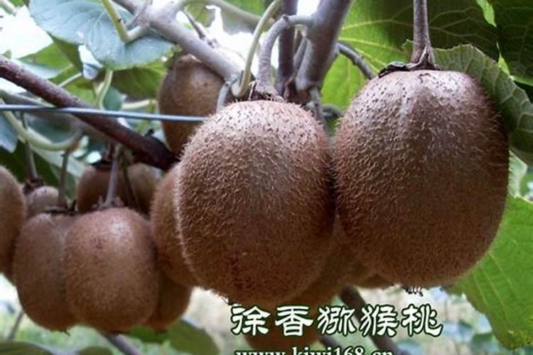 徐香猕猴桃的膨大期多长？有什么需要注意的吗？