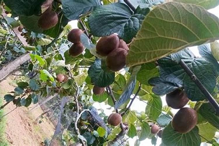 猕猴桃种植阶段,猕猴桃种植几年可以结果