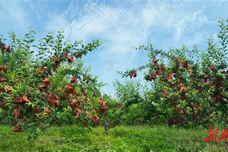 晚黄李子品种介绍