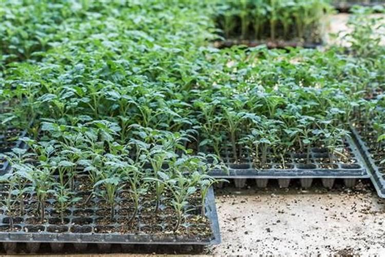 果树怎样施用钾肥,果树钾肥的施用方法